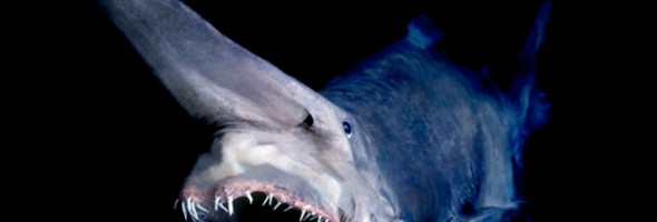12 criaturas terriblemente aterradoras que viven en el océano