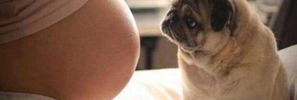 9 beneficios de tener un perro durante el embarazo