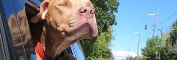 11 perros callejeros a los que la adopción les cambió la vida