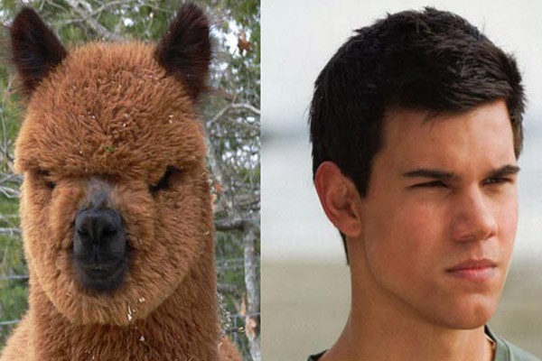 Taylor Lautner