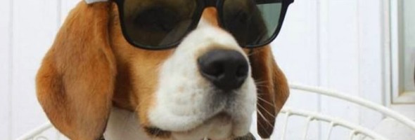 16 situaciones que solo entiendes cuando tienes un beagle en casa