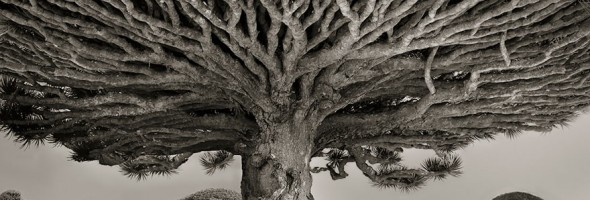 Árboles Ancestrales: Una mujer pasó 14 años fotografiando los más antiguos del mundo