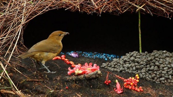 3- El Pergolero Pardo en Indonesia o Pájaro Jardinero.