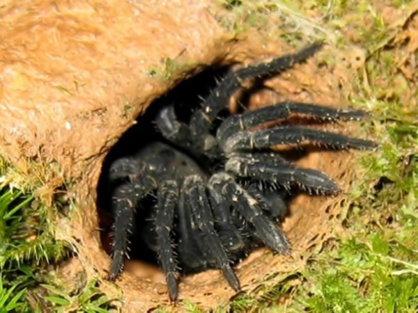 7- La araña que construye una puerta articulada.