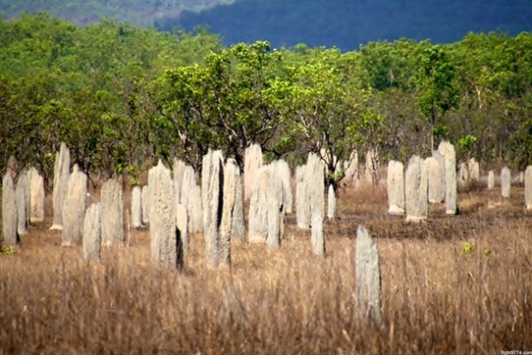 8- Termiteros magnéticos en el Parque Nacional de Litchfield.