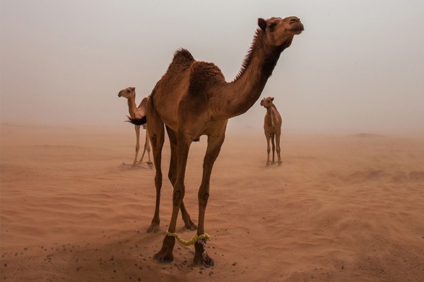 2. La joroba de los camellos sirve para almacenar agua