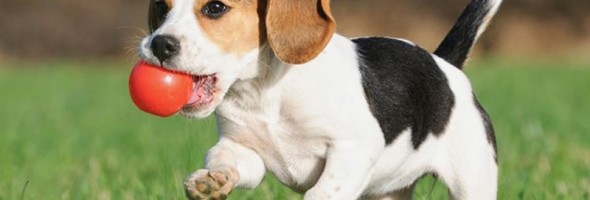 ¿Conoces bien a tu mascota? Estos son algunos datos sorprendentes sobre los perros...