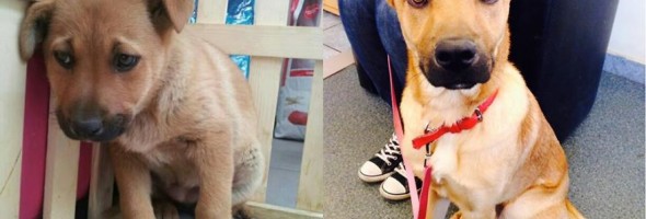 20 ejemplos que muestran el Antes y Después de una mascota adoptada