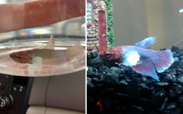 16- Dumbo Plakat, un hermoso pez Betta que recuperó la magia de sus colores.