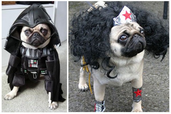 Pugs en Halloween