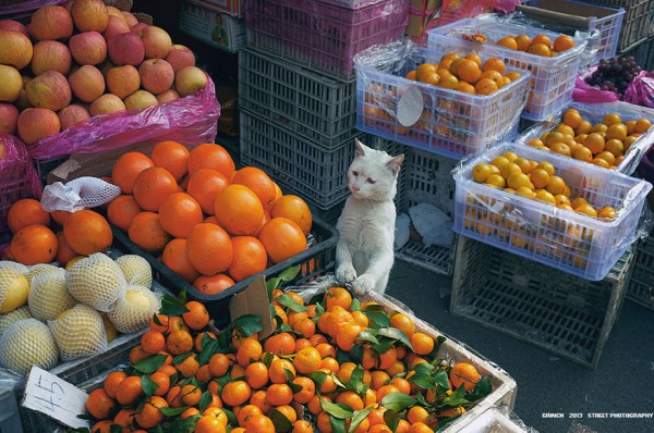 ¡Que alguien le dé algo de comer al pobre gato!