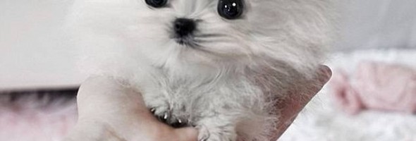 Fotos de tiernos y adorables perritos que provocan ternura