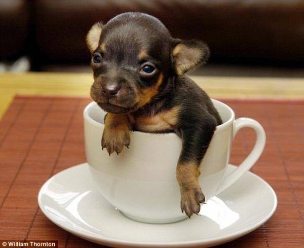 Perro en taza