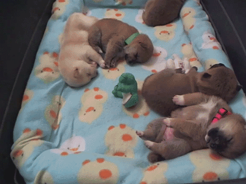 Perritos durmiendo