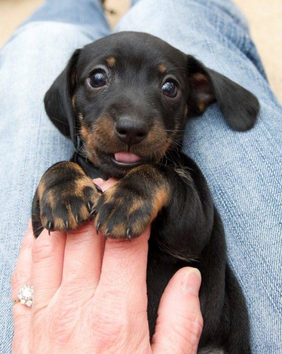 Perrito cariñoso