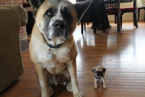 Perrito con hijo