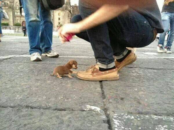 Perro miniatura