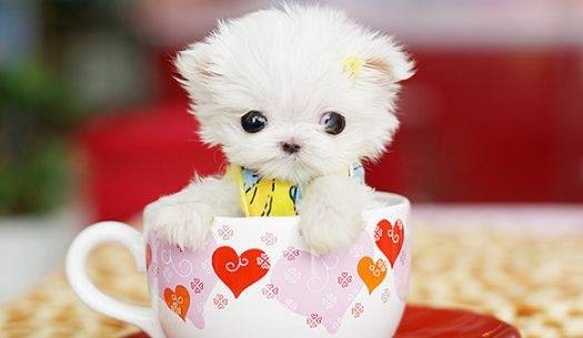 Miniatura canina