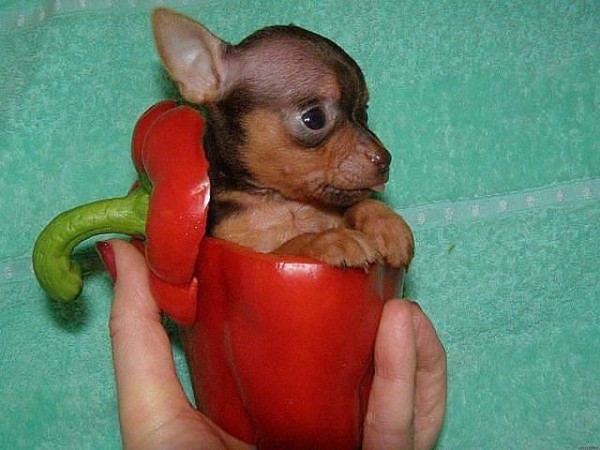 Perro en pimiento