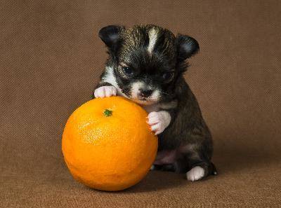 Perro posando