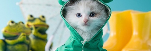 12 fotos de gatos con disfraces adorables