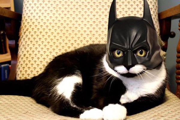 Batman versión gatuna