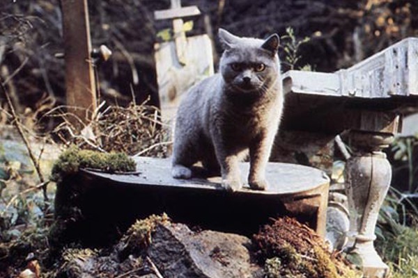 Church en Cementerio de animales