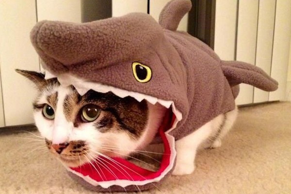 El gato comido por un tiburón