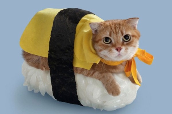 El gato convertido en sushi
