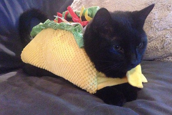 El gato-taco