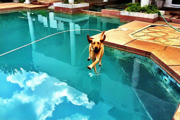 El perro que caminó sobre el agua