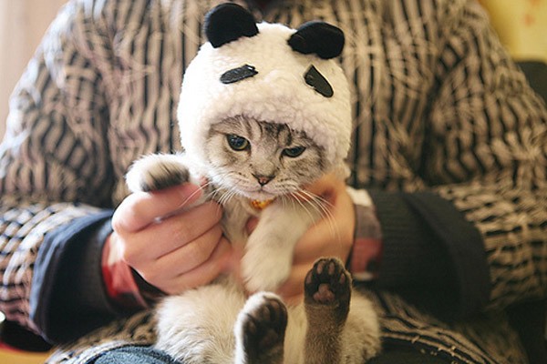 Este gato quiere ser un oso panda