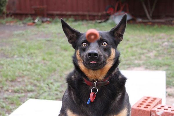 Este perrito segundos antes de atrapar su comida