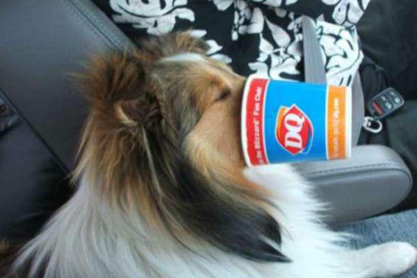 La heladería Dairy Queen también quiere a tu perro