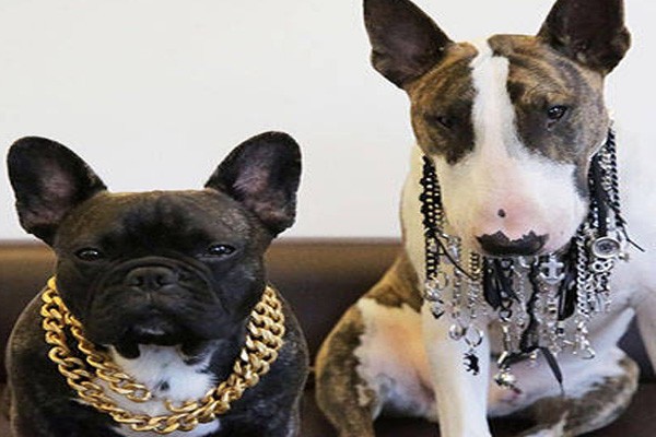 Los perros de Marc Jacobs