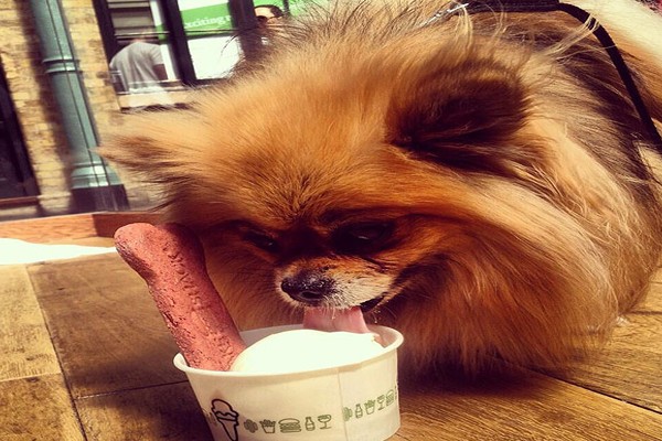 Shake Shack hará muy feliz a tu cachorro