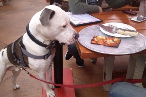 Tu perro puede comer en el restaurante Rock & Brews