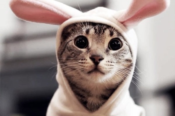 Un adorable gato disfrazado de conejo