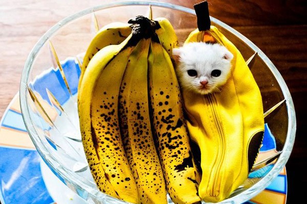 Un gato banano