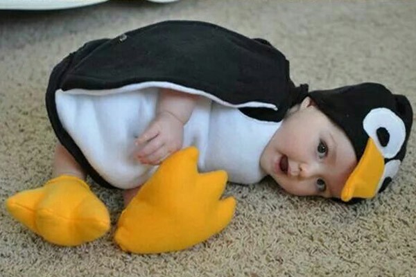 Un pingüino bebé