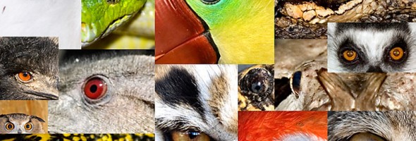 ¿Puedes adivinar a qué animal pertenecen estos ojos?