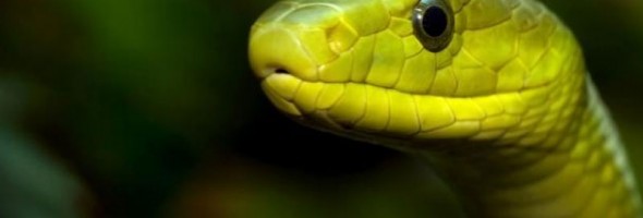 Las 12 serpientes más venenosas del mundo