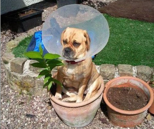 Este pequeño molesto por usar un collar que parece antena