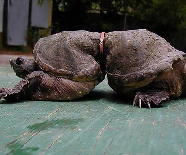 Una tortuga destinada a crecer de manera errónea