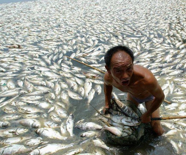 Miles de peces muertos por contaminantes en Brasil