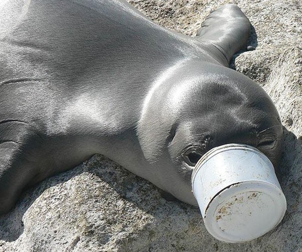 ¡Pobre Foca!