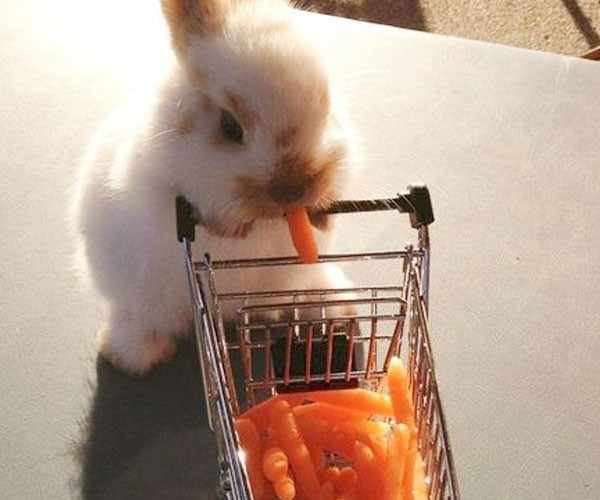Este conejo en el supermercado