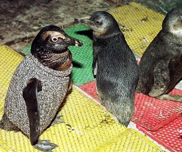 Miles de pingüinos rehabilitados del daño