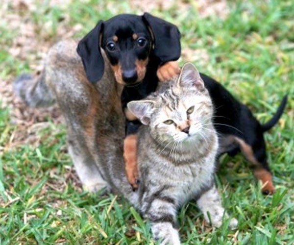 Si viven con más perros, siempre serán el líder de la manada