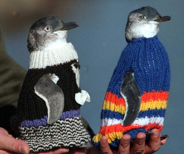 Los pingüinos saben que los humanos los ayudan